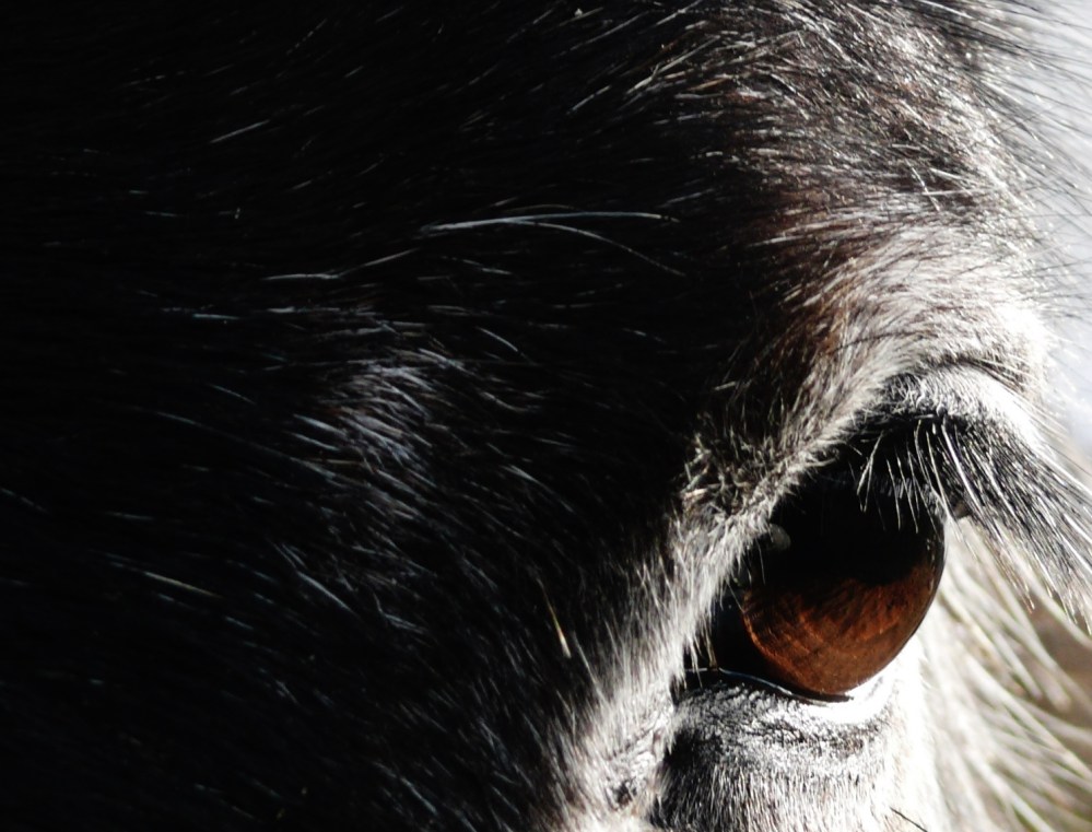 Turlough Mountain Horse I