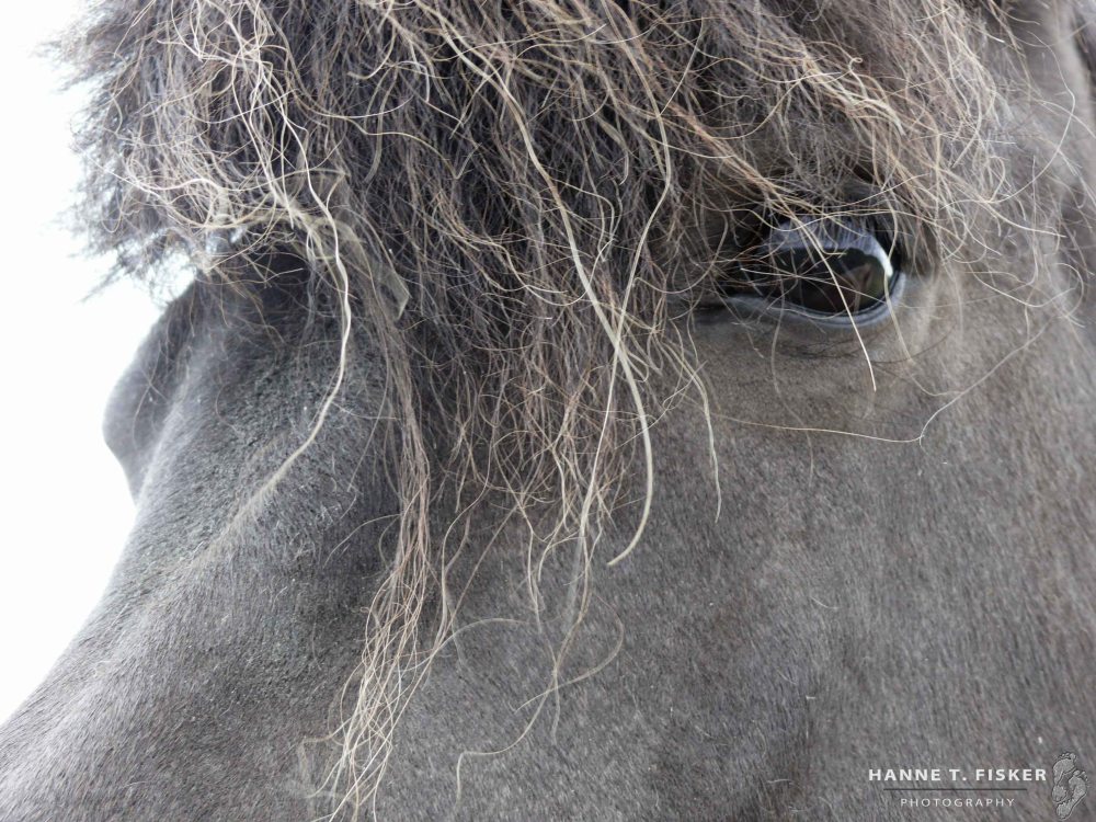 Icelandic Horses (1 of 1)
