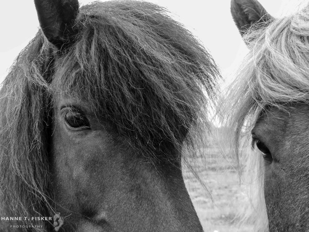 Icelandic Horses (2 of 3)