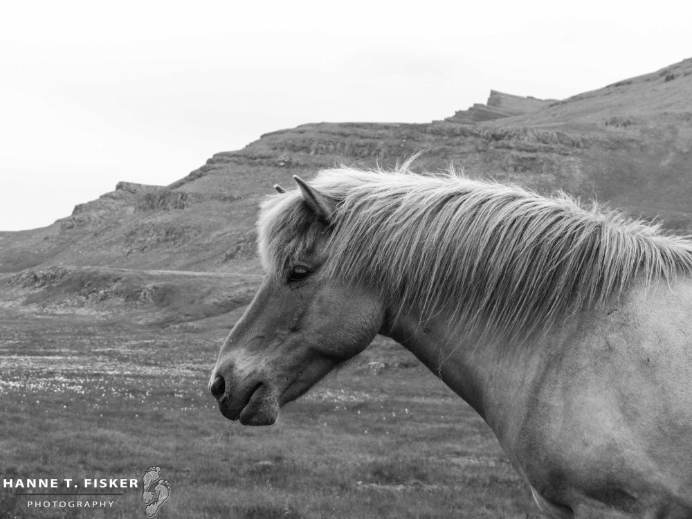 Icelandic Horses (2 of 5)
