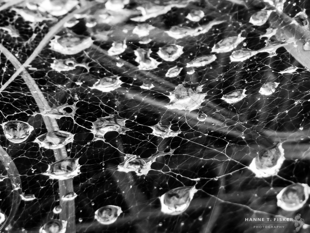 'Web Of Raindrops'