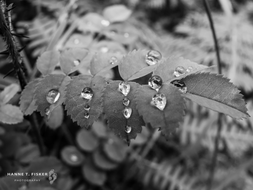 'Collecting Memories' #1