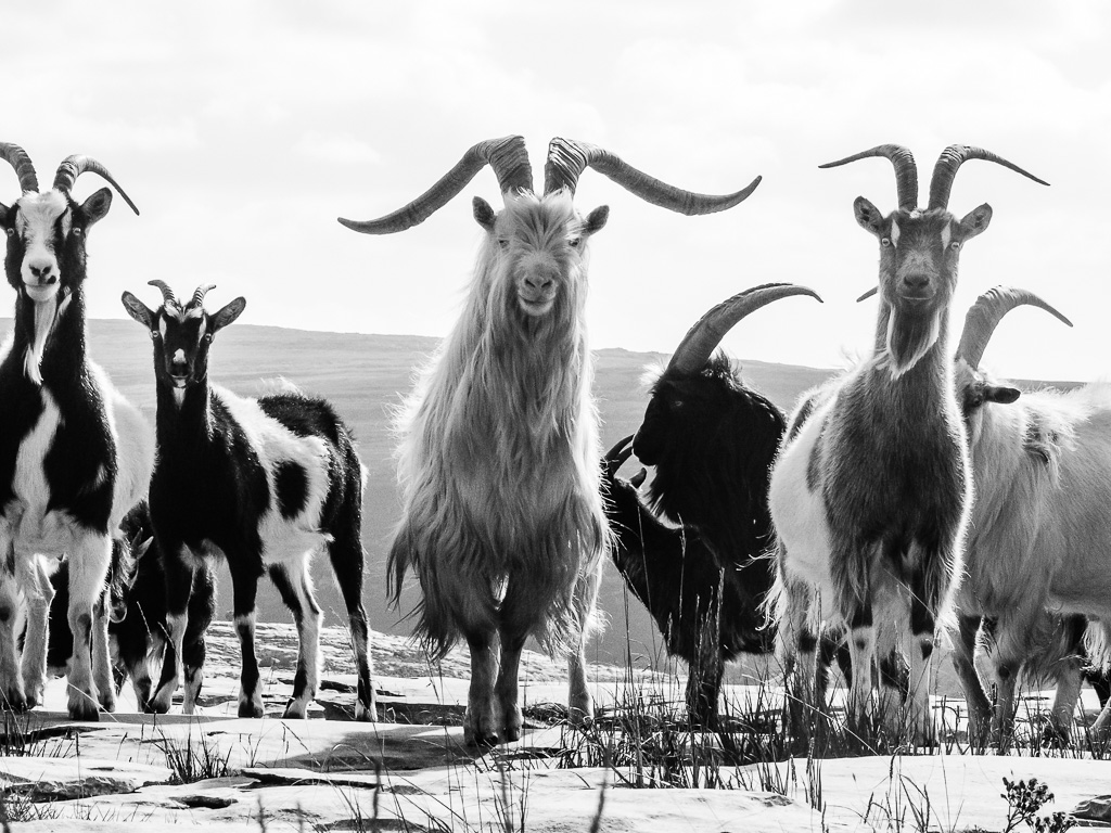 'King Of The Burren Goats'