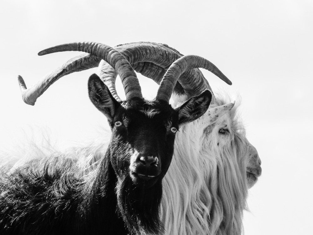 'Wisdom and Curiosity'