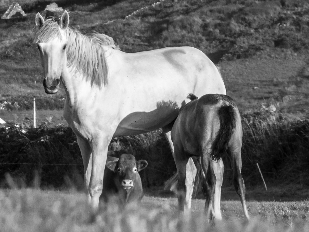 'A Horse, A Foal And A Cow'