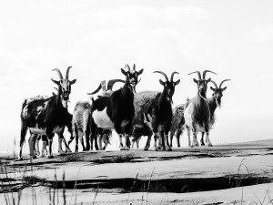 'Feral Goats Of The Burren'