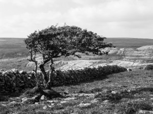 'Burren Tree'