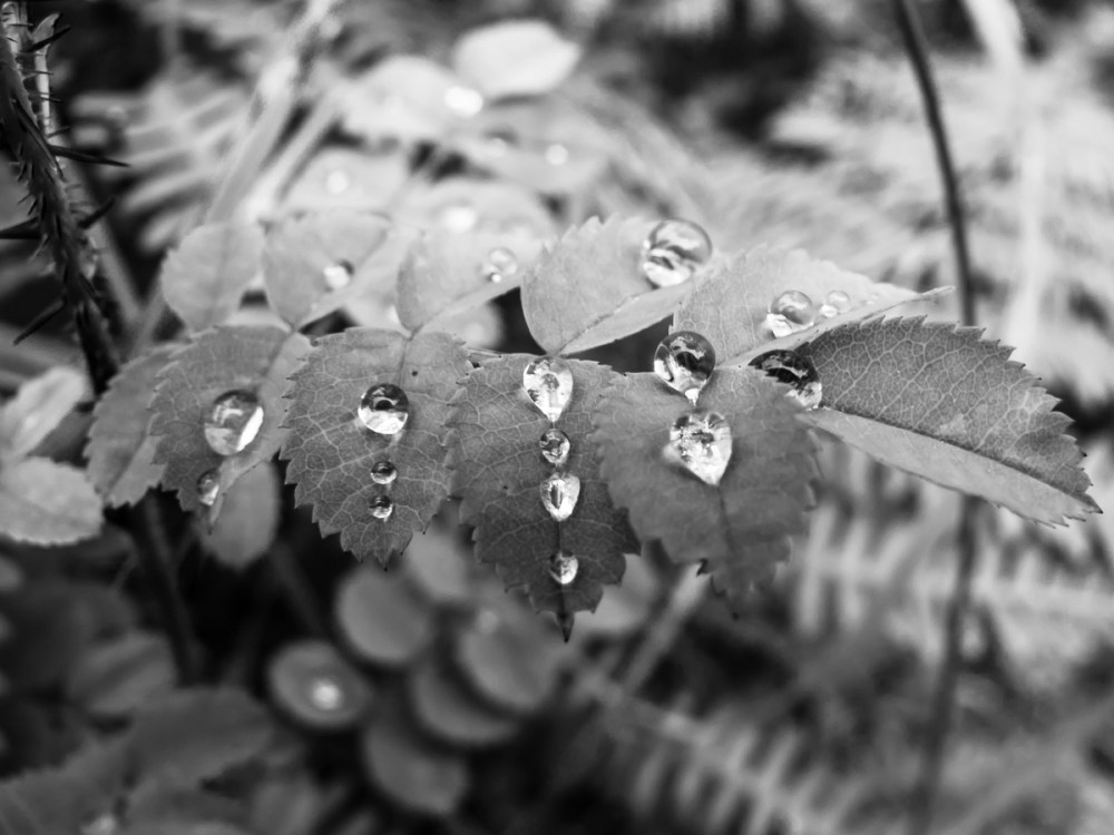 'Collecting Memories' #1