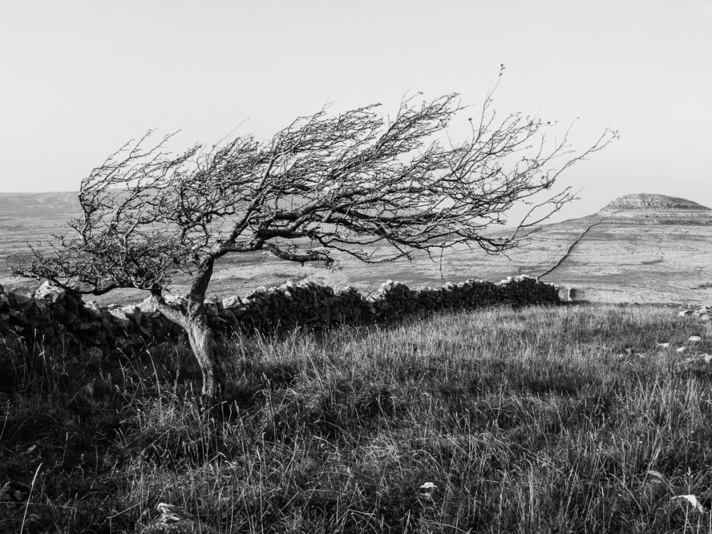 'Shaped By The Burren Wind'