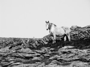 'White Horse At Black Head'