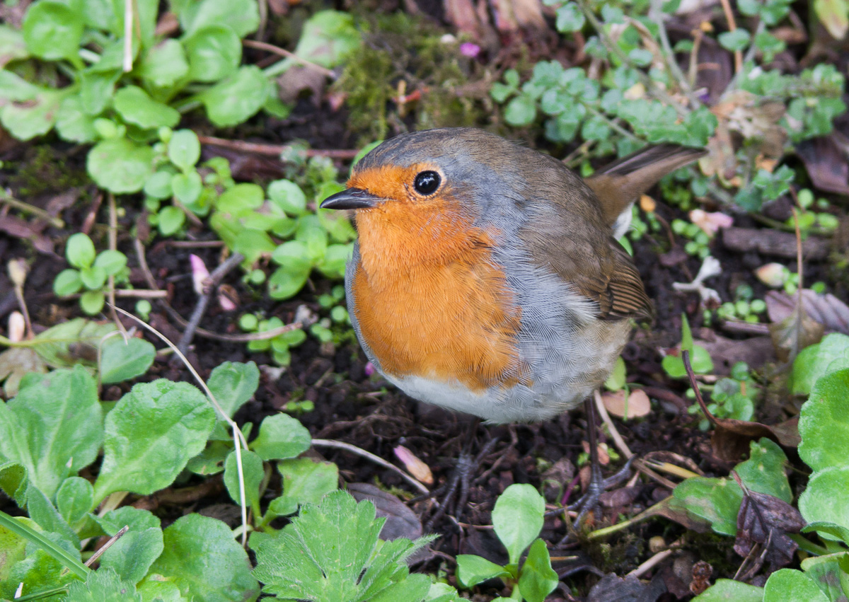 My Friend The Winged One #2