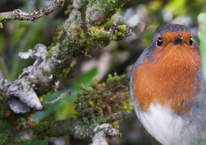'My Friend The Winged One'