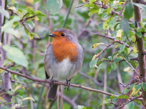 My Friend The Winged One #3