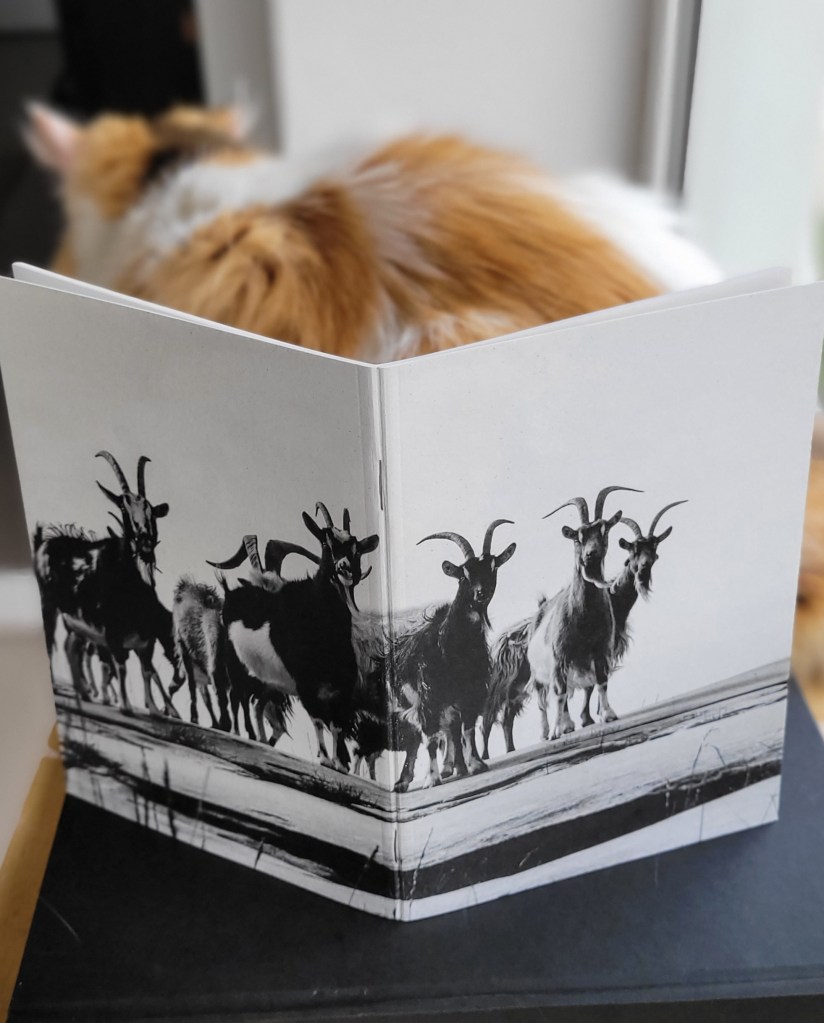 Wild goats in The Burren, Co. Clare, Ireland.