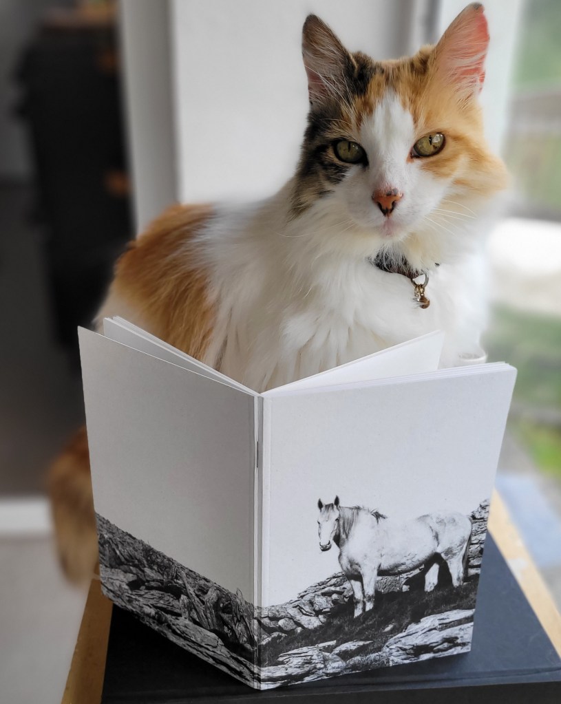 A horse in the Burren, Co. Clare, Ireland.