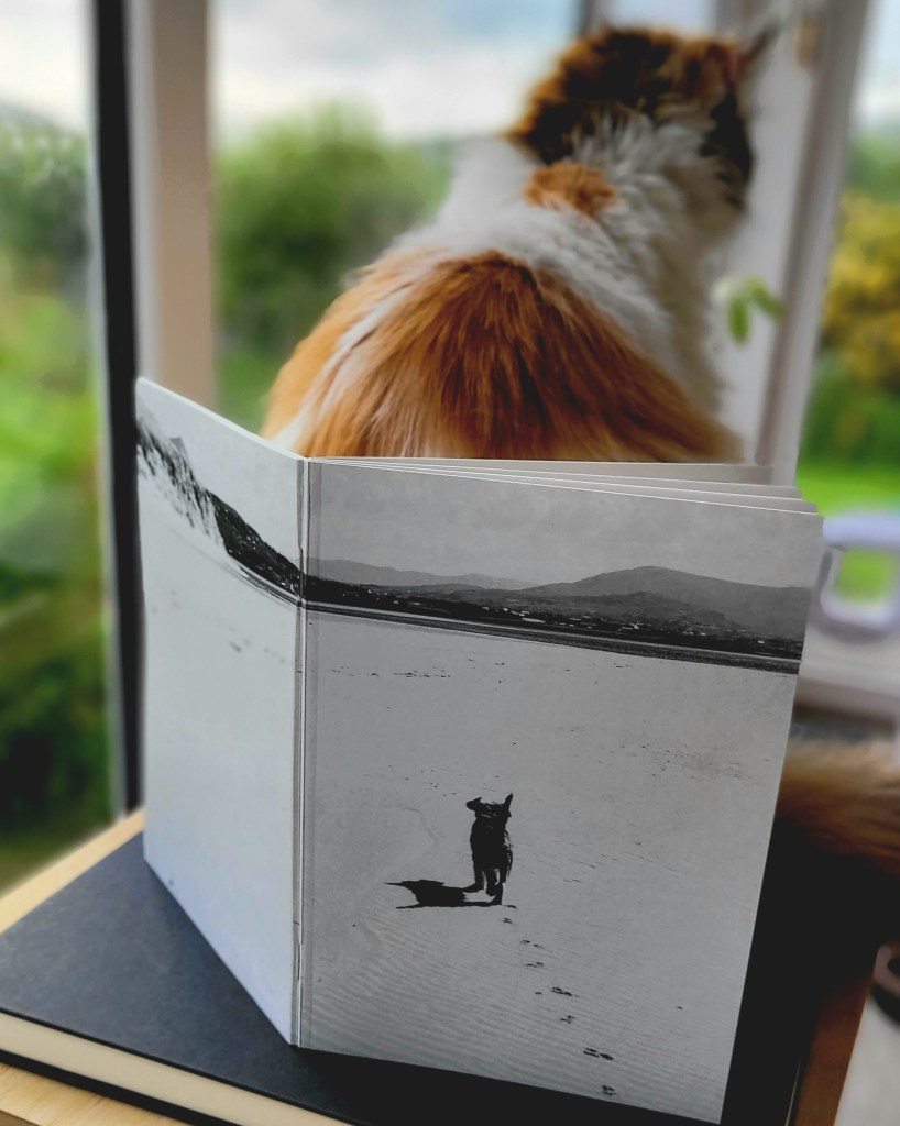 "George"
A beach somewhere in Donegal, Ireland.